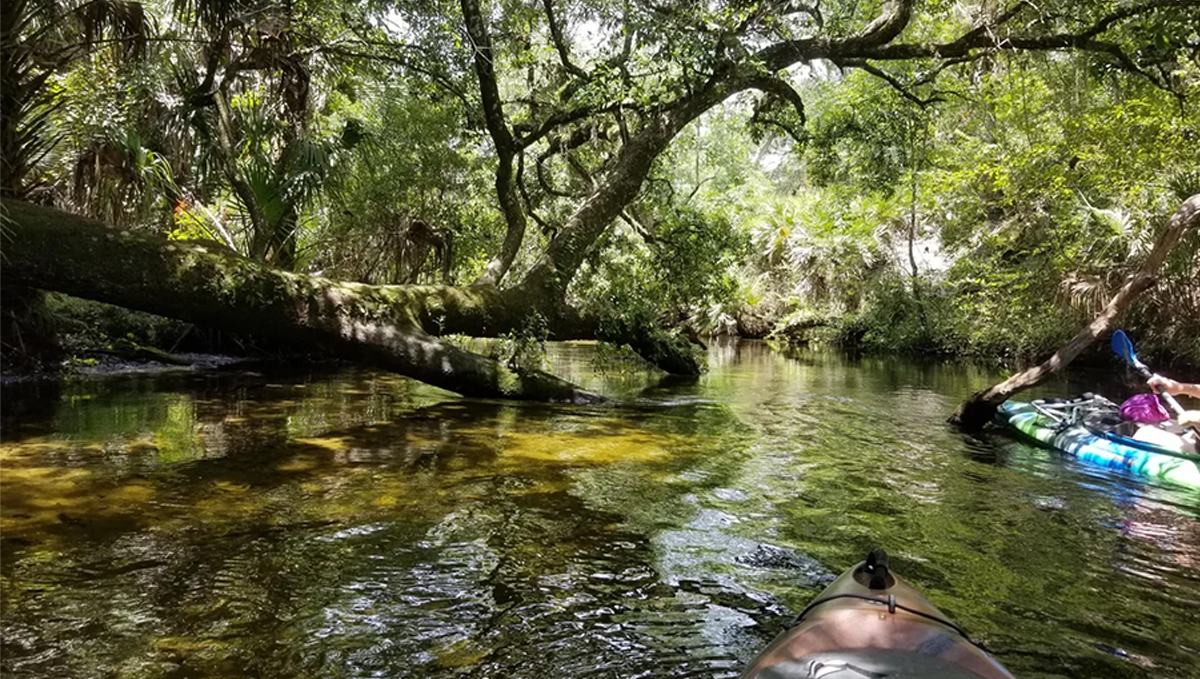 Juniper Springs 1
