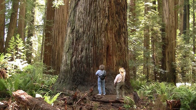 Red wood forest